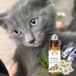 ROLL ON PARA MASCOTAS